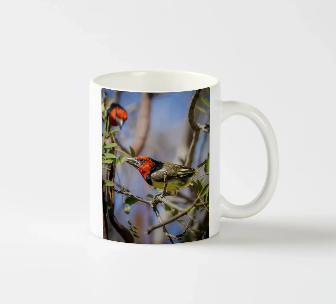 Barbetto dal collare nero tazza in ceramica da Tom's Wildlife
