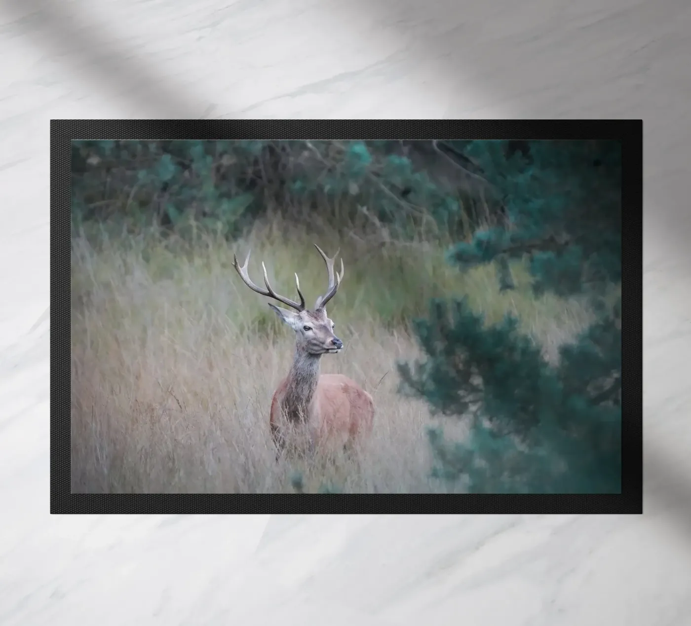 Cervo rosso zerbino da Tom's Wildlife