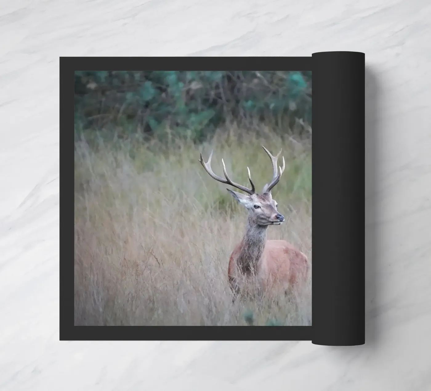 Cervo rosso zerbino da Tom's Wildlife