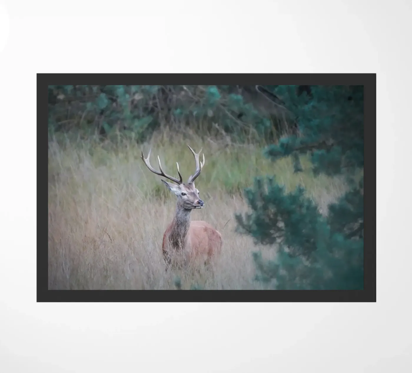 Cervo rosso zerbino da Tom's Wildlife