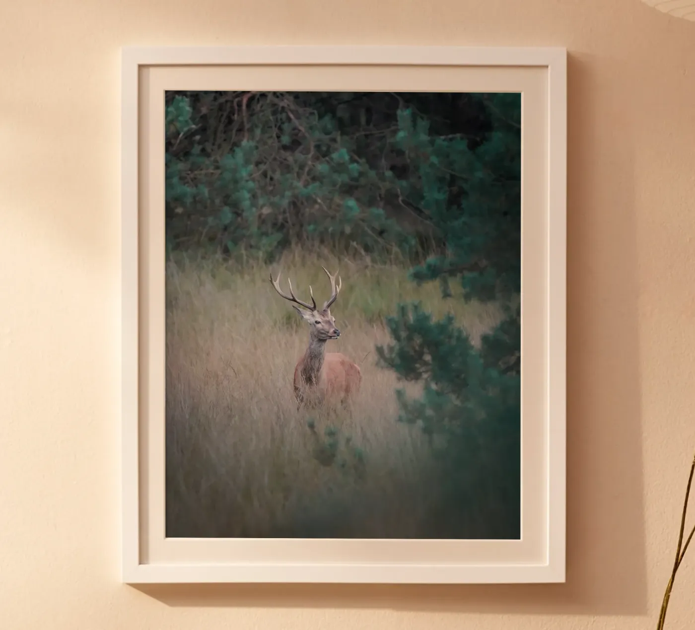 Cervo rosso poster da Tom's Wildlife