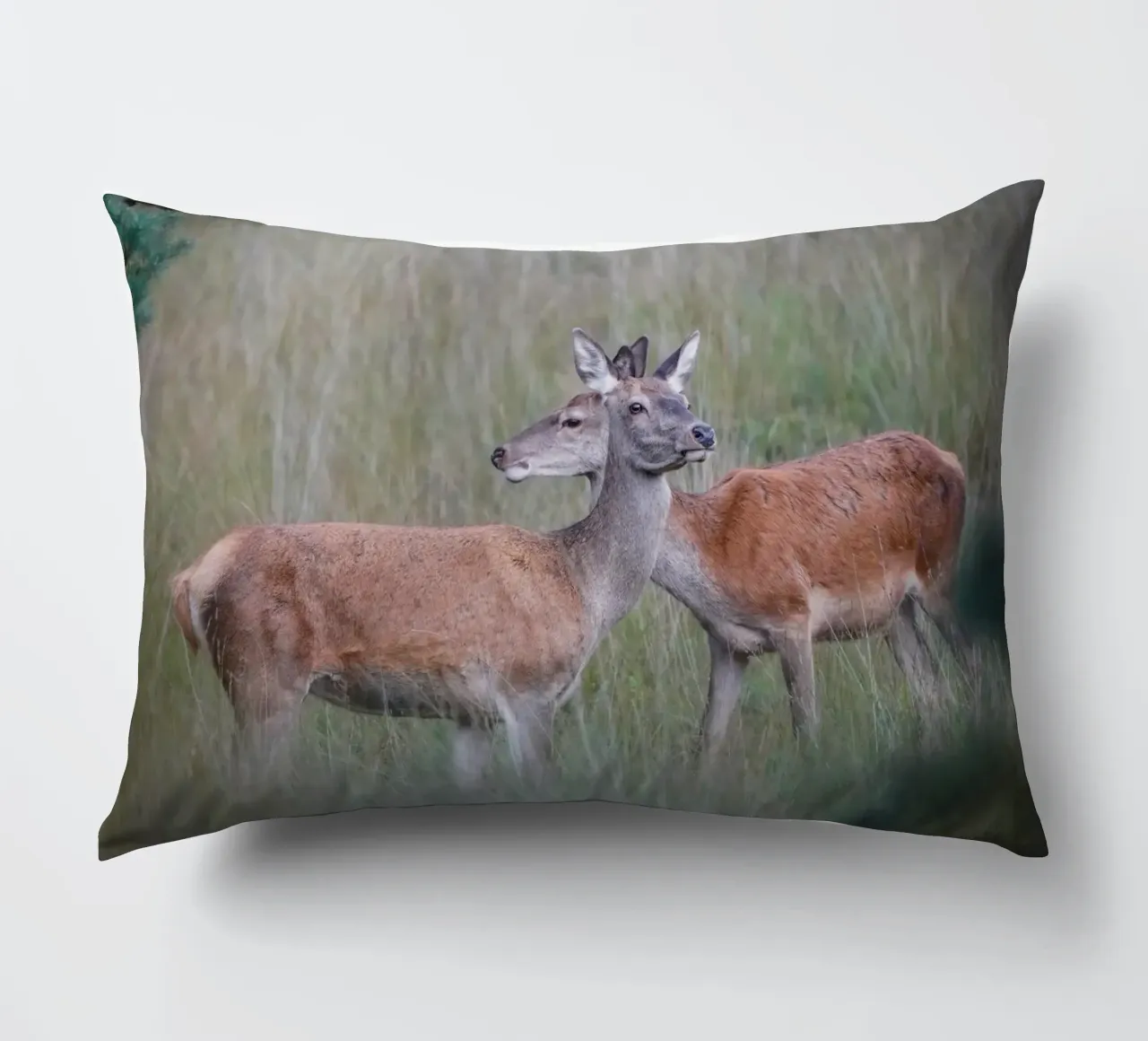 Femmine di cervo rosso cuscino da Tom's Wildlife