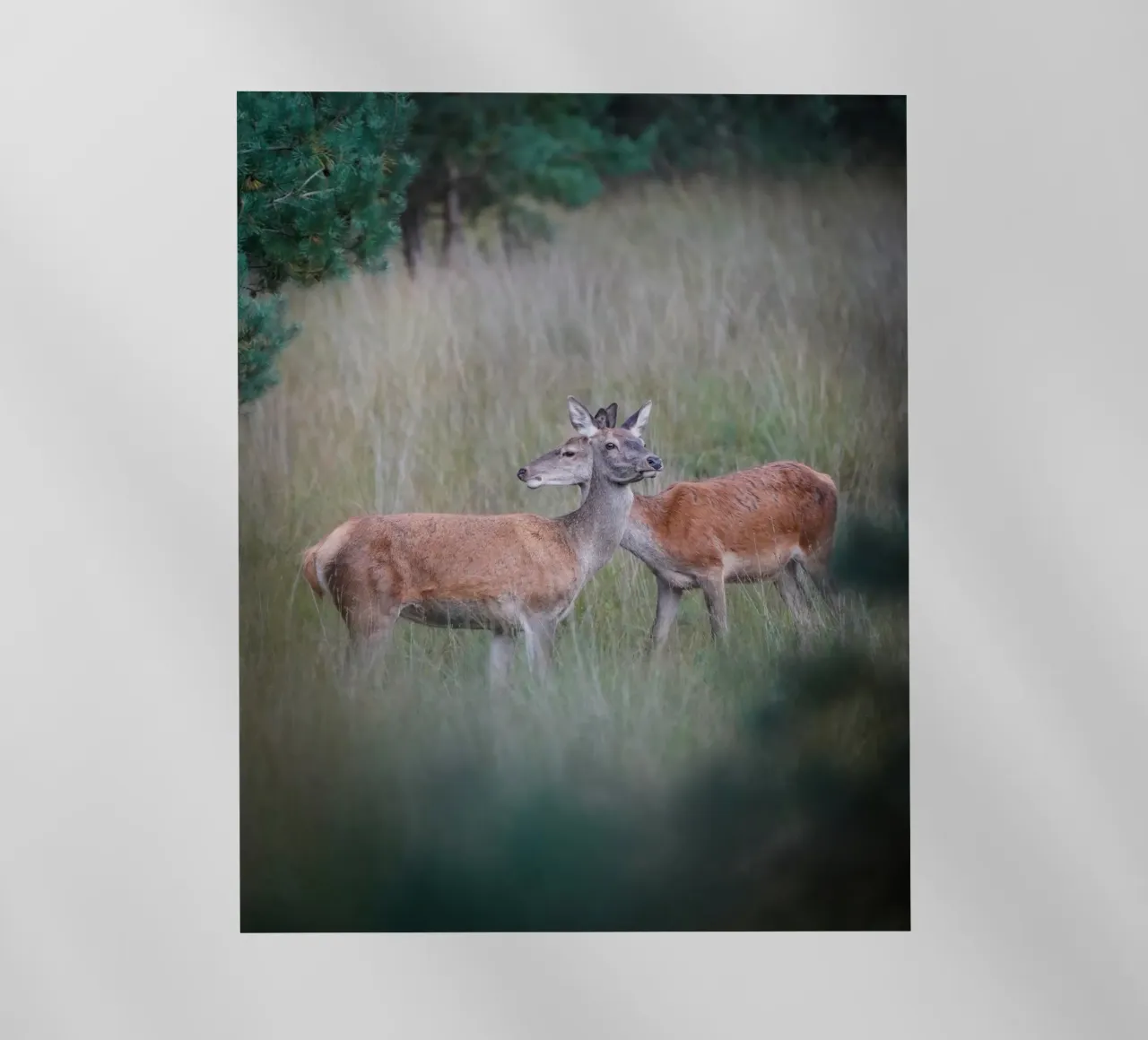 Femmine di cervo rosso pellicola backlit da Tom's Wildlife