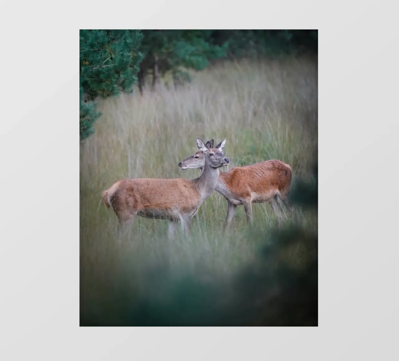 Femmine di cervo rosso pellicola backlit da Tom's Wildlife