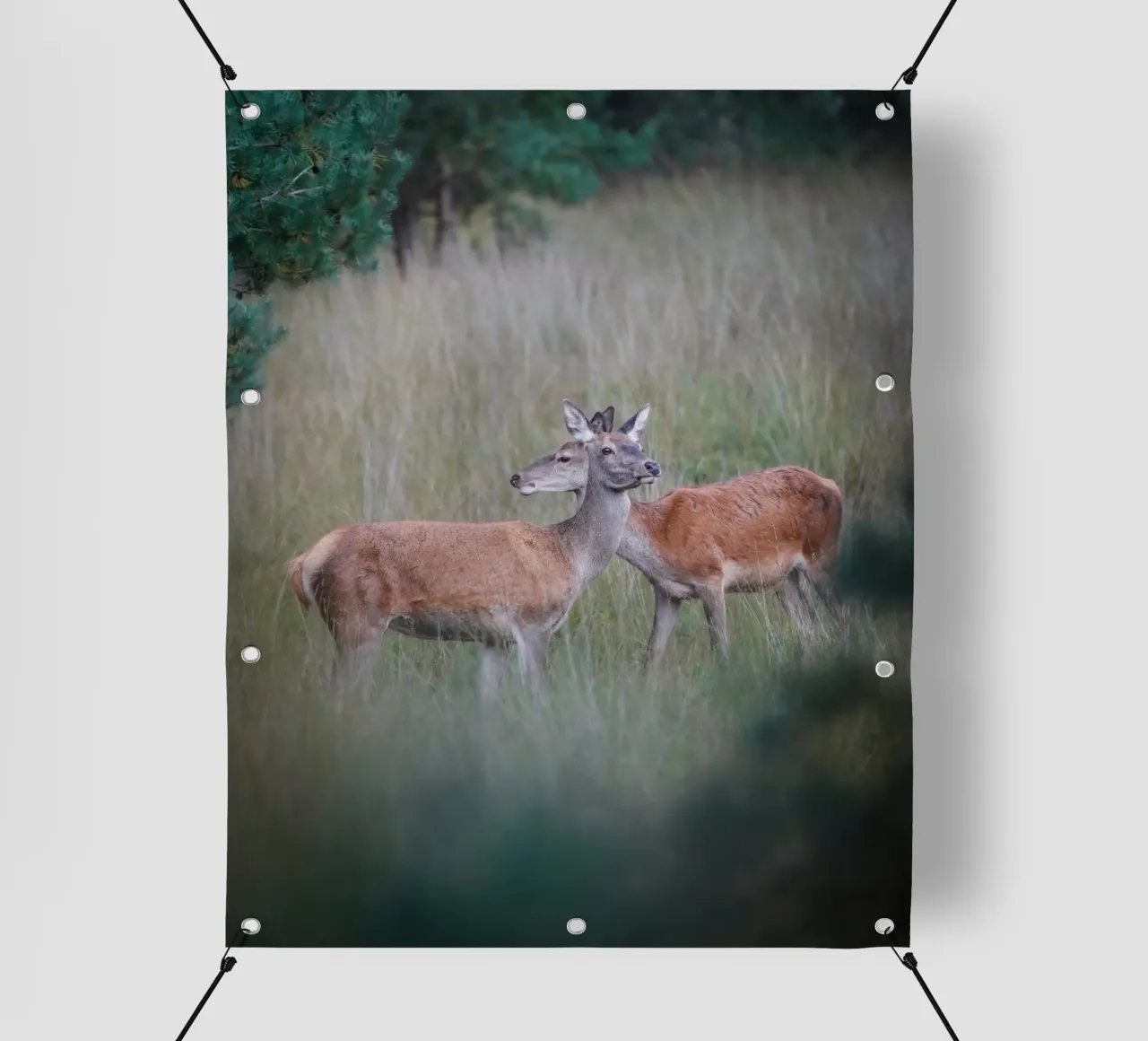 Femmine di cervo rosso telo in pvc da Tom's Wildlife