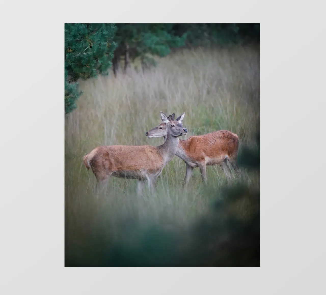 Femmine di cervo rosso telo in pvc da Tom's Wildlife