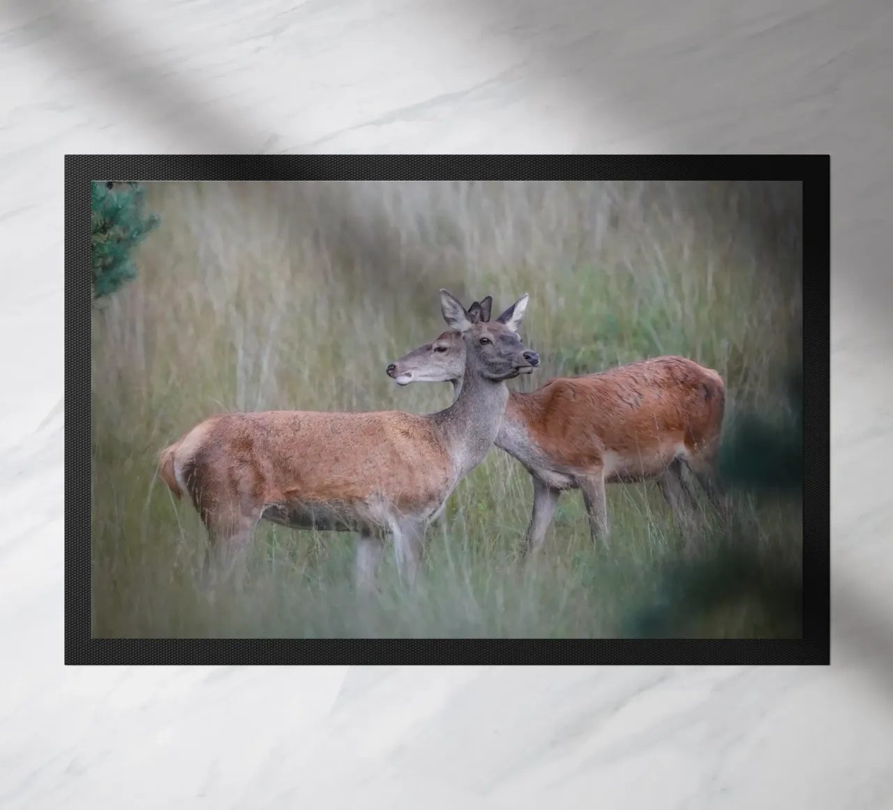Femmine di cervo rosso zerbino da Tom's Wildlife