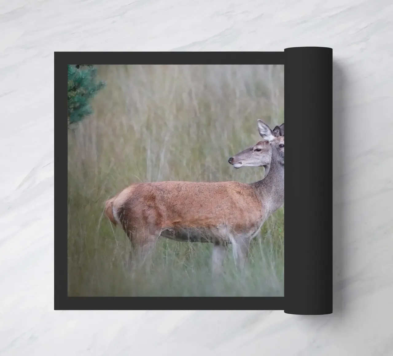 Femmine di cervo rosso zerbino da Tom's Wildlife
