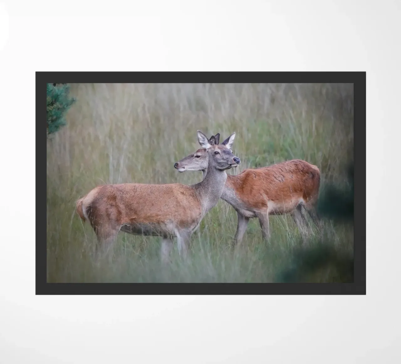 Femmine di cervo rosso zerbino da Tom's Wildlife