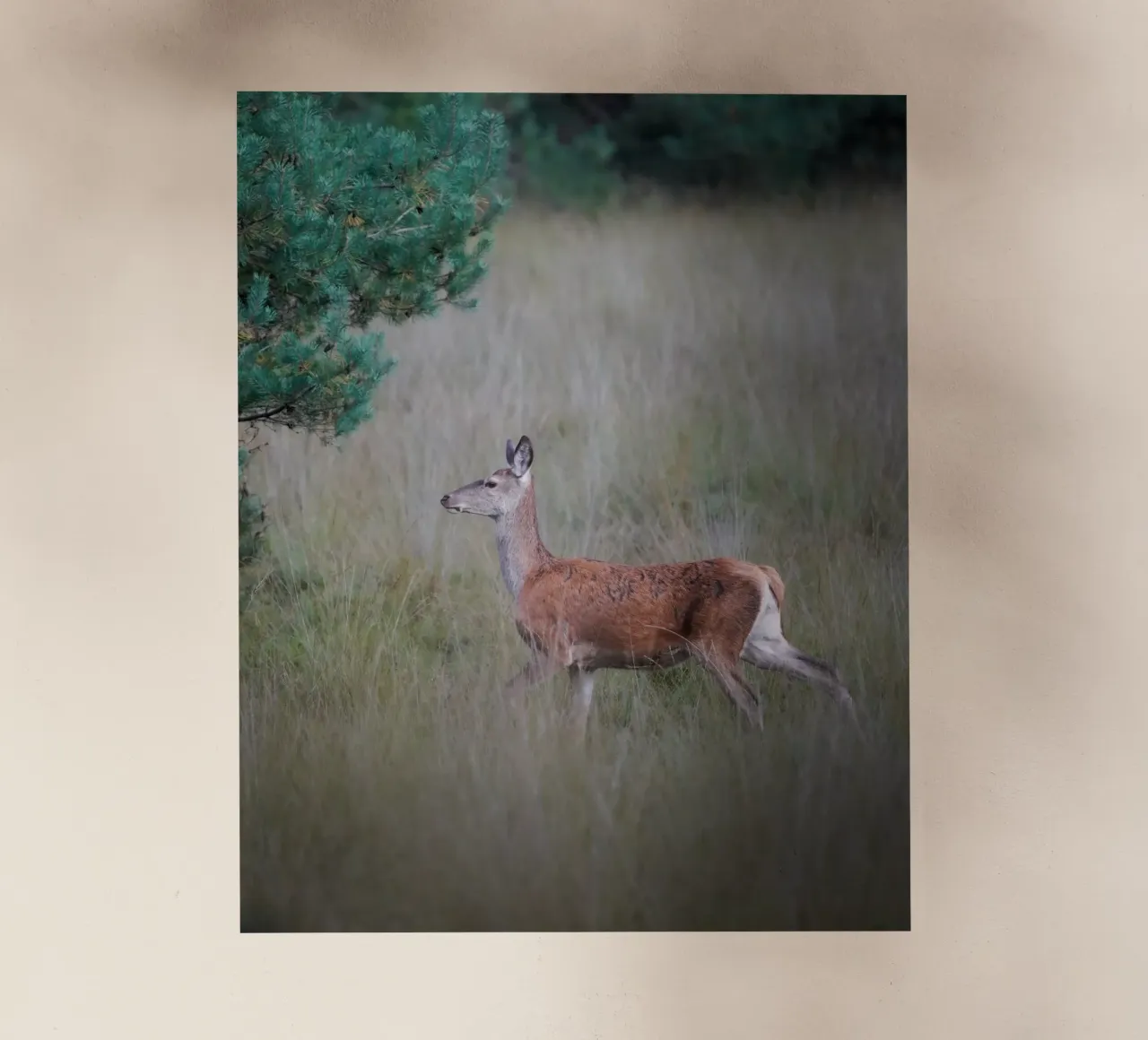 Cervo rosso nella foresta pellicola backlit da Tom's Wildlife