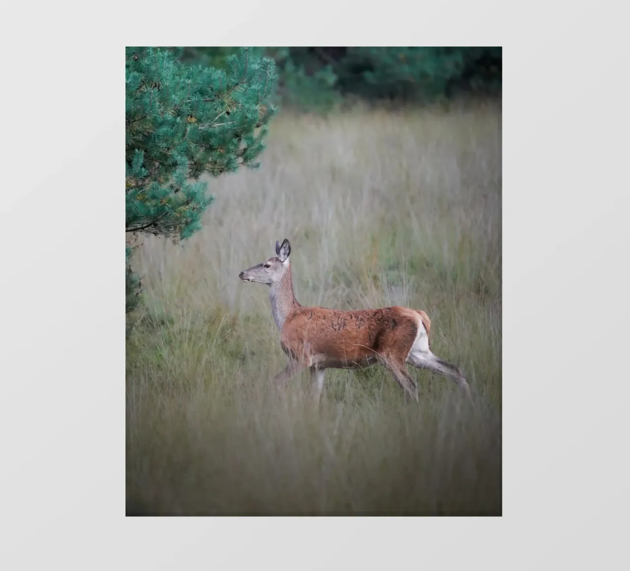 Cervo rosso nella foresta pellicola backlit da Tom's Wildlife