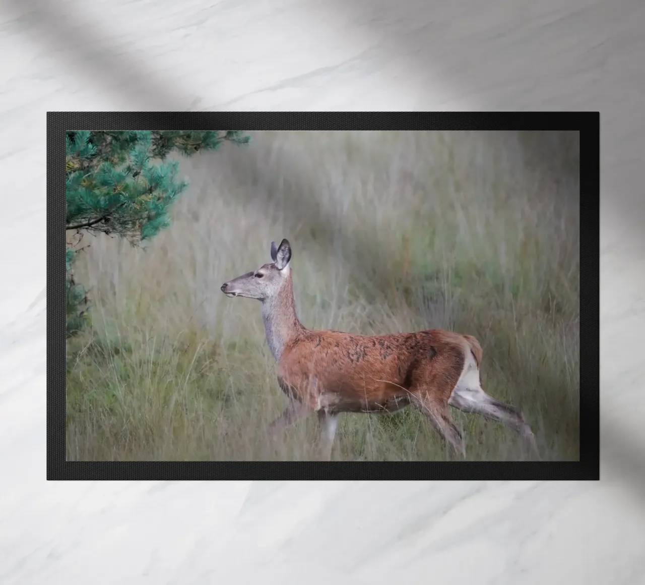Cervo rosso nella foresta zerbino da Tom's Wildlife