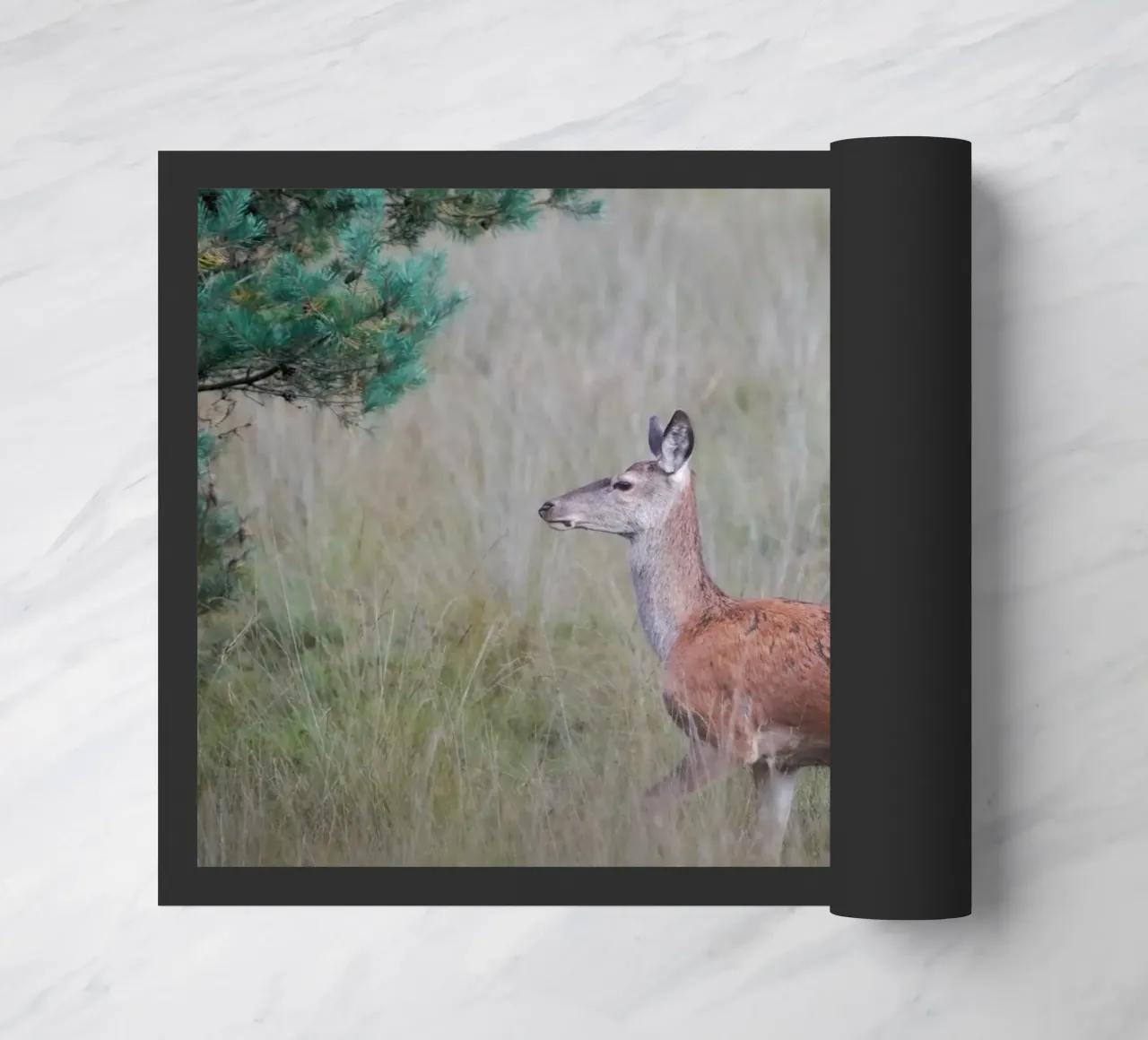 Cervo rosso nella foresta zerbino da Tom's Wildlife