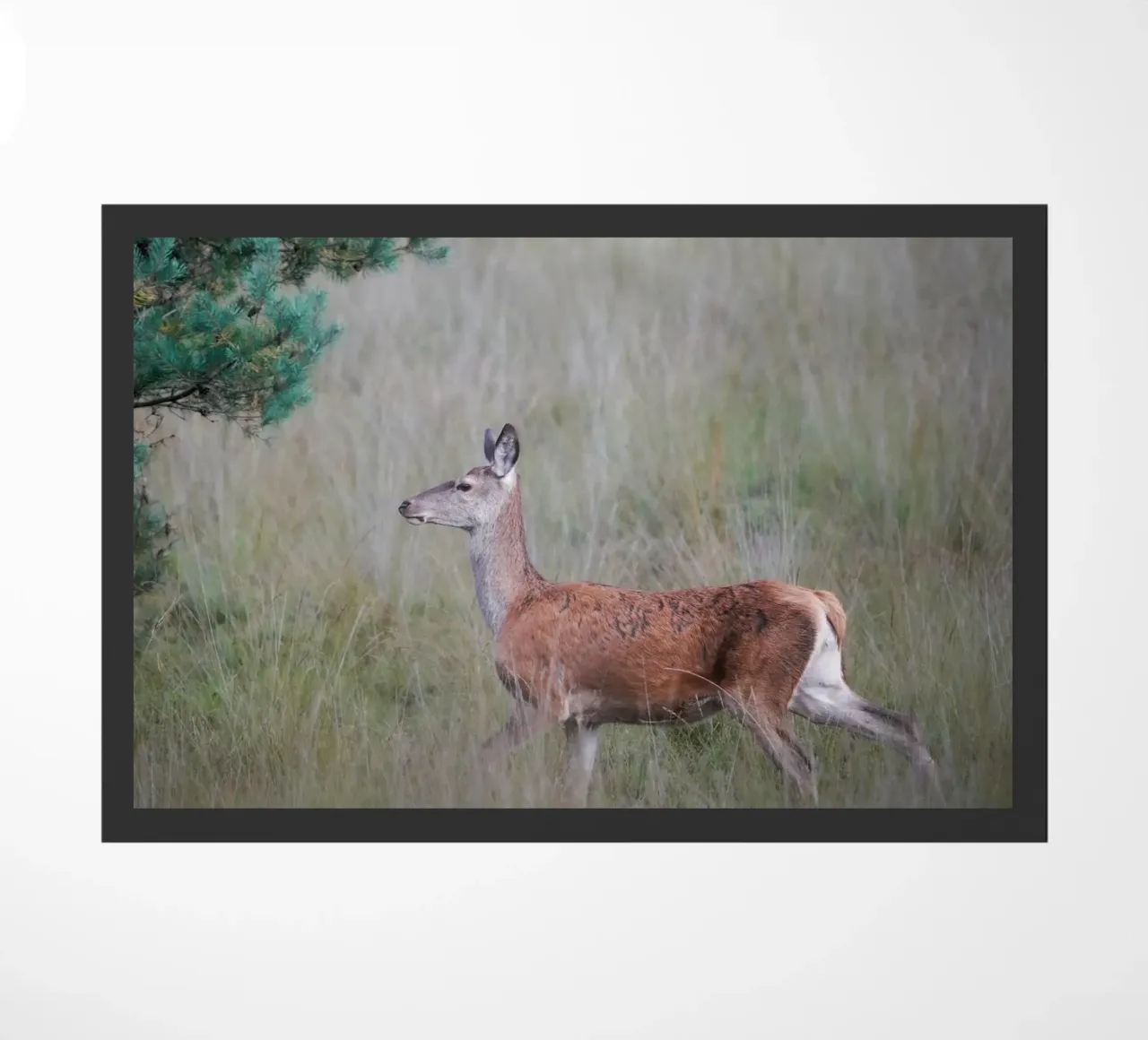 Cervo rosso nella foresta zerbino da Tom's Wildlife