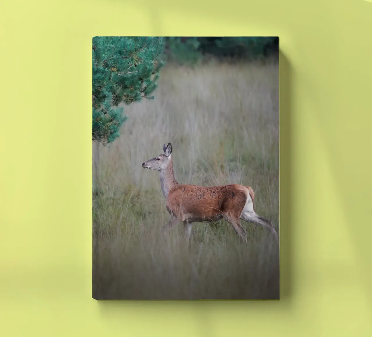 Red deer in the forest notebook by Tom's Wildlife