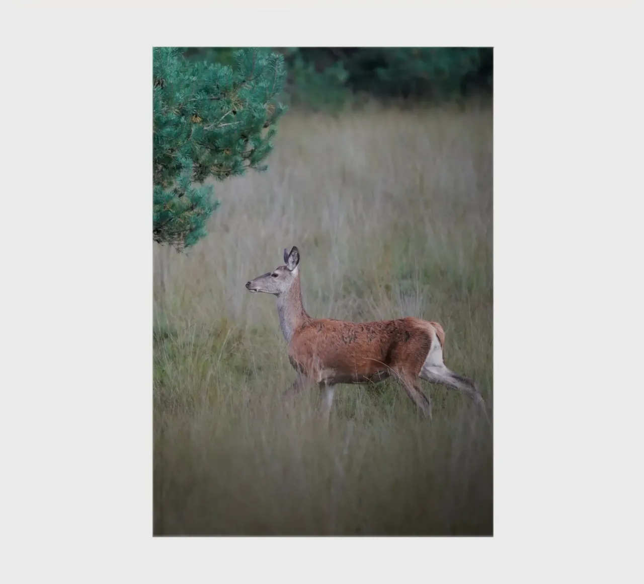 Red deer in the forest notebook by Tom's Wildlife