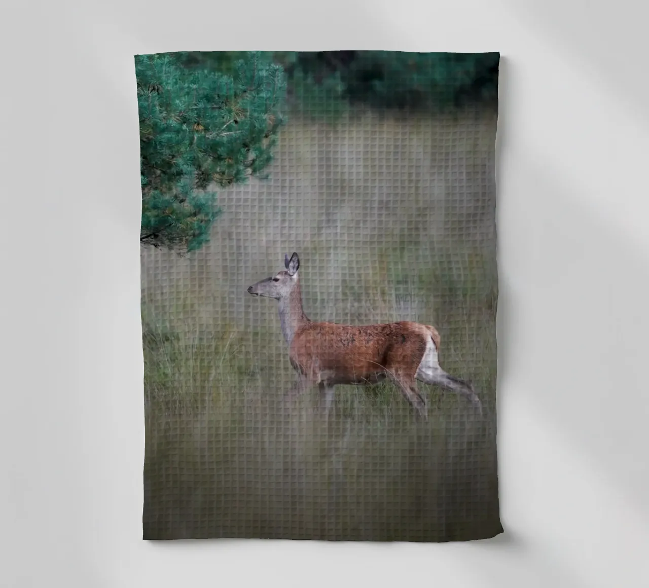 Cerf élaphe dans la forêt torchon de Tom's Wildlife