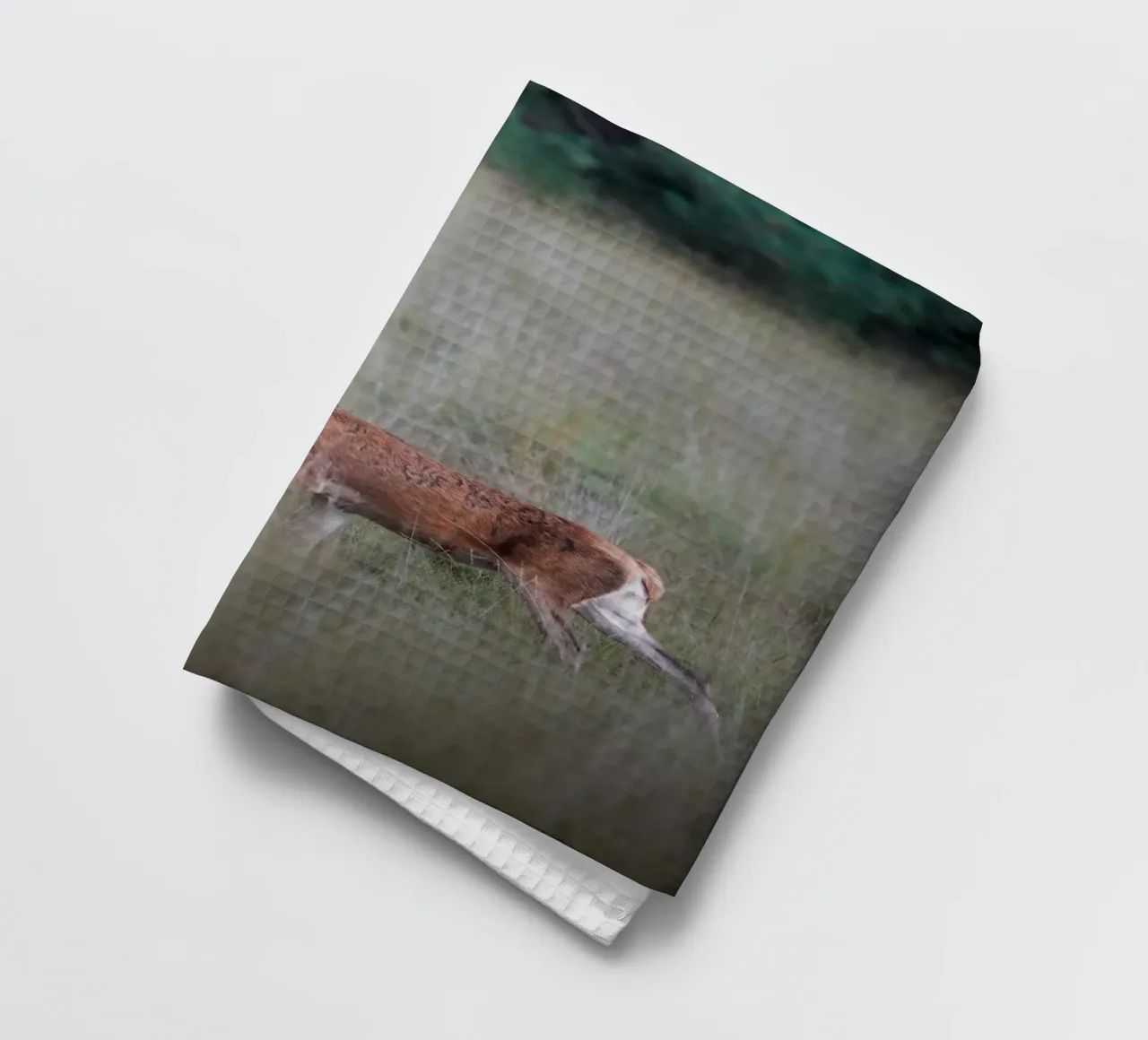 Cerf élaphe dans la forêt torchon de Tom's Wildlife