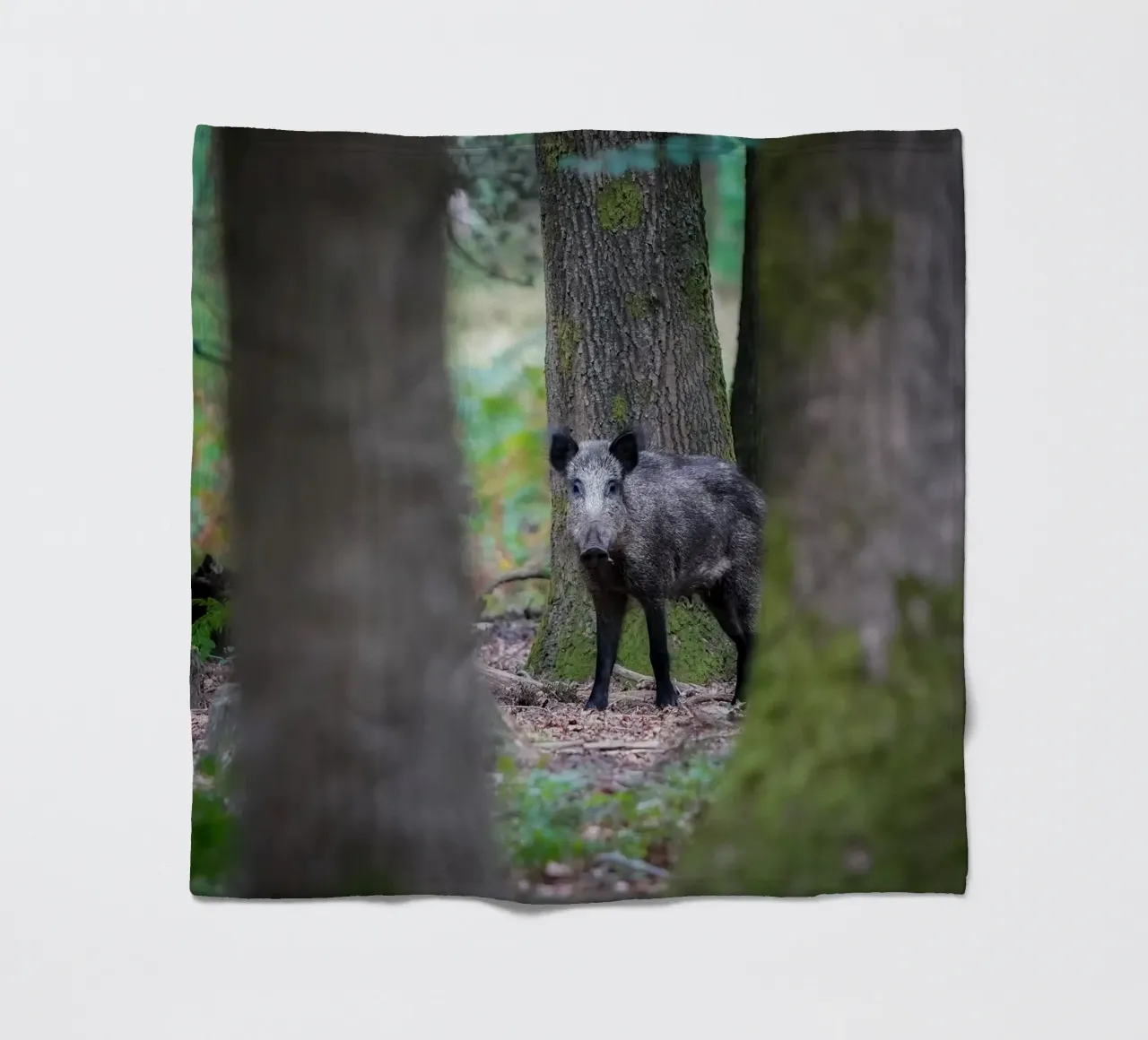 Cinghiale coperta in pile da Tom's Wildlife