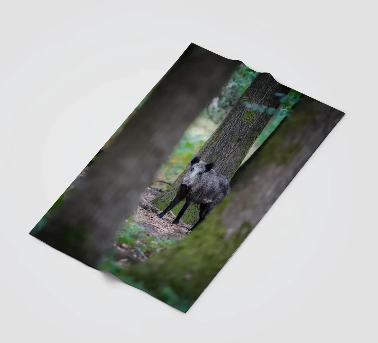 Cinghiale coperta in pile da Tom's Wildlife