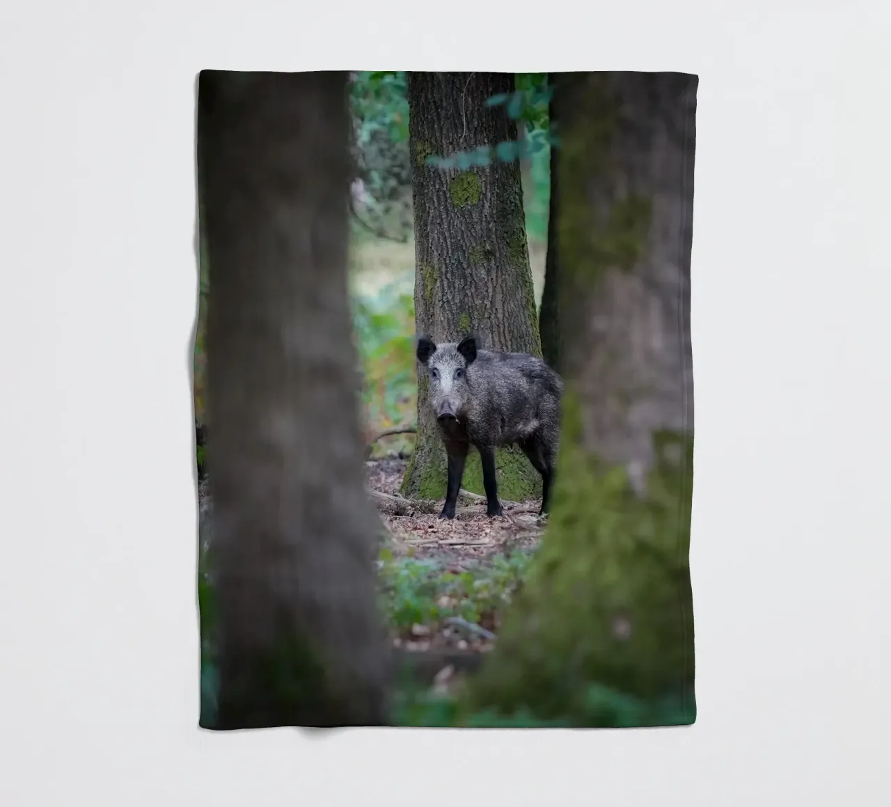 Cinghiale coperta in pile da Tom's Wildlife
