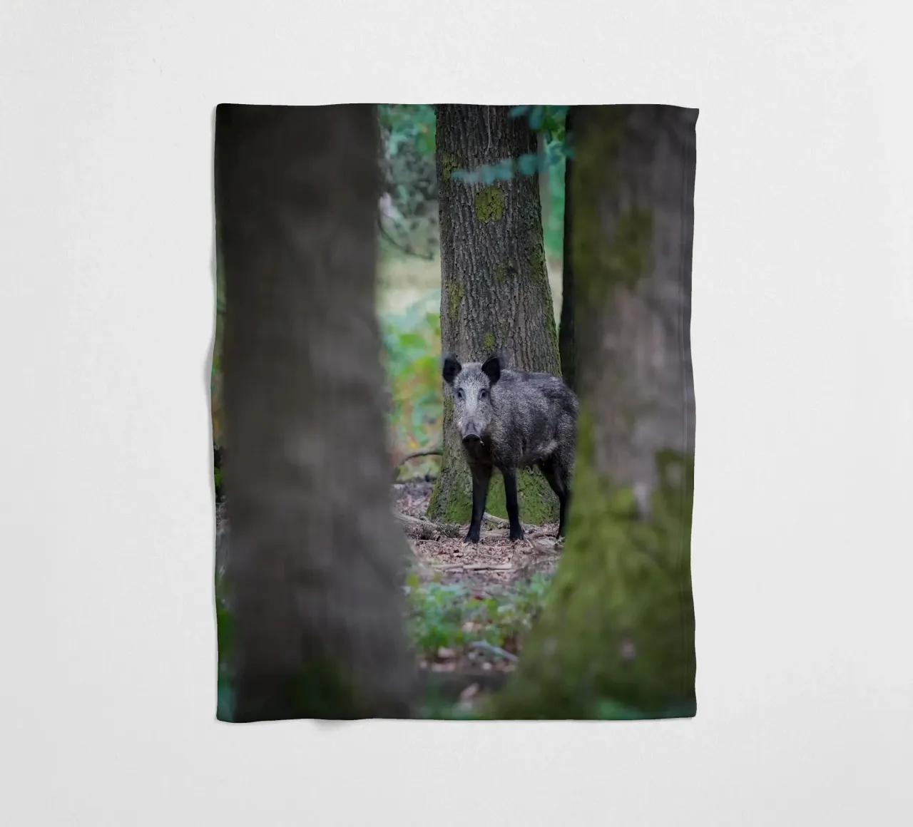 Cinghiale coperta in pile da Tom's Wildlife