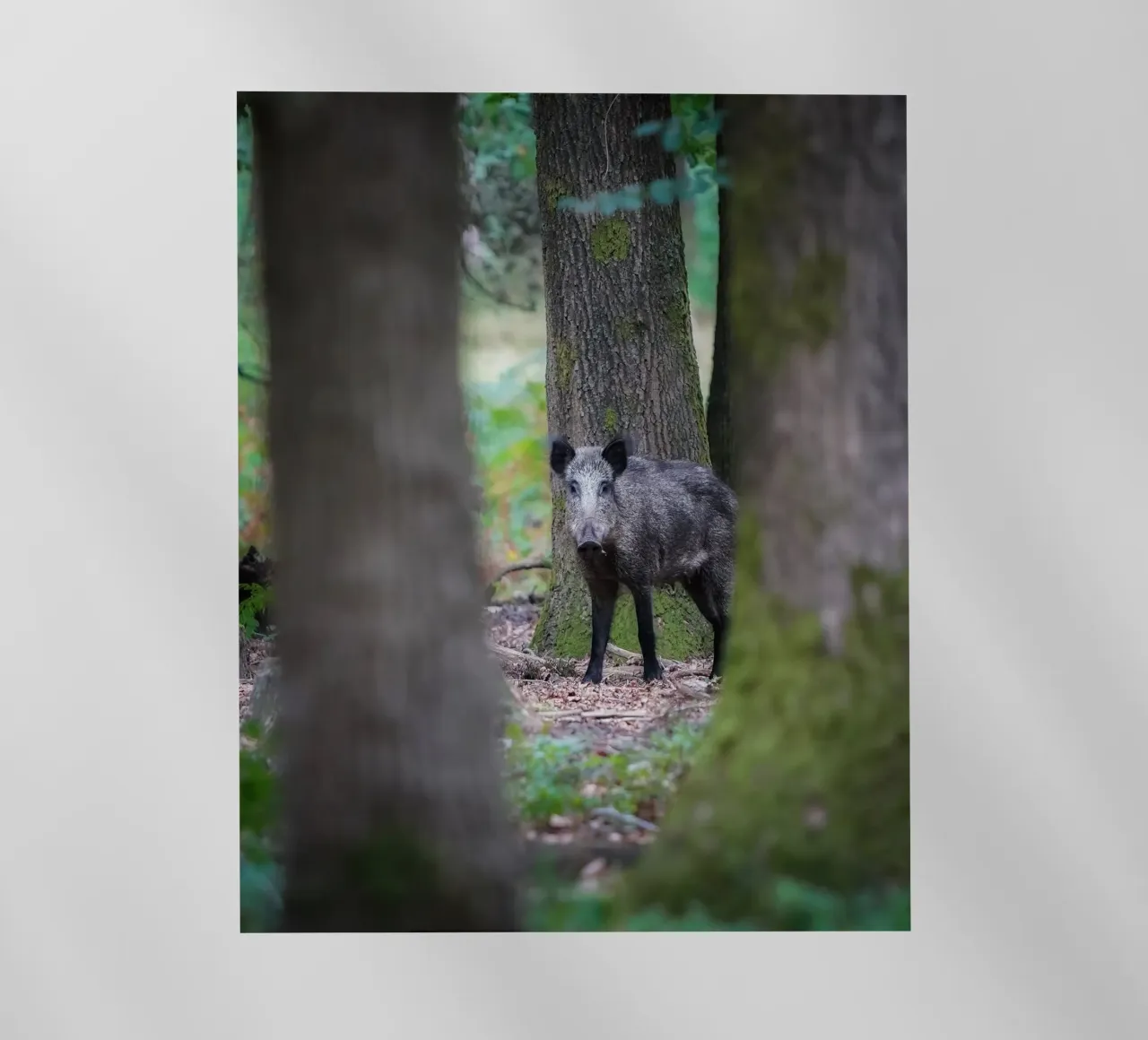 Cinghiale pellicola backlit da Tom's Wildlife