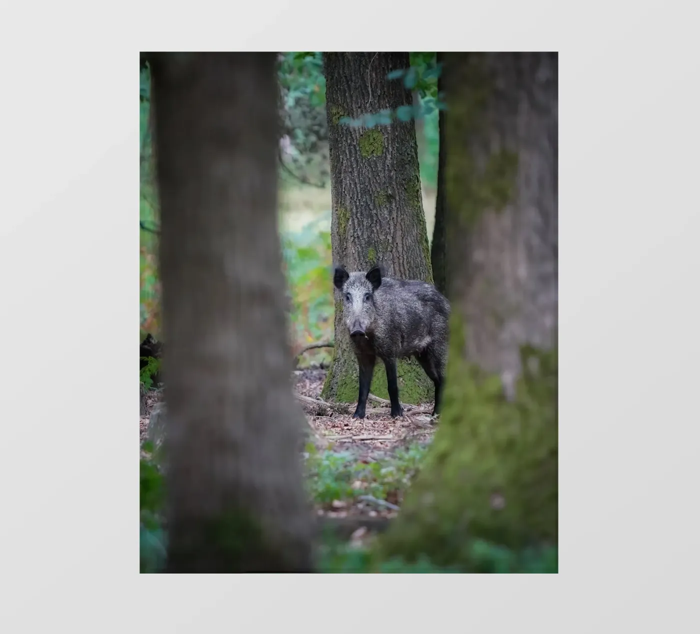 Wild boar pellicola backlit da Tom's Wildlife