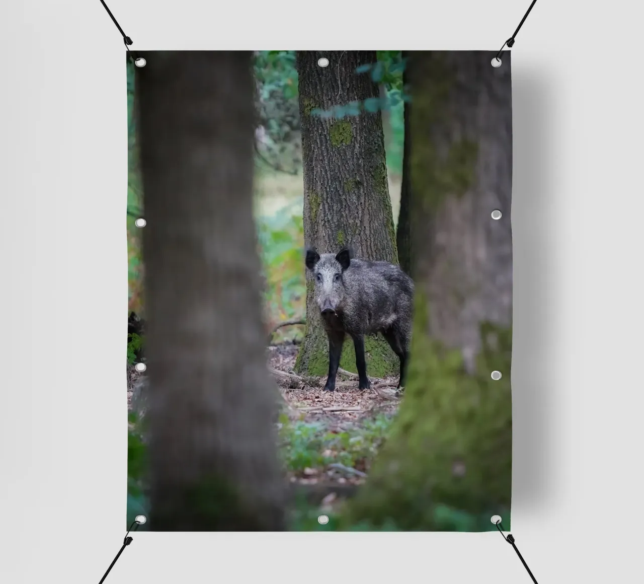Cinghiale telo in pvc da Tom's Wildlife