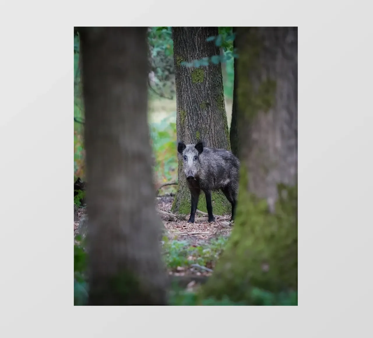 Cinghiale telo in pvc da Tom's Wildlife