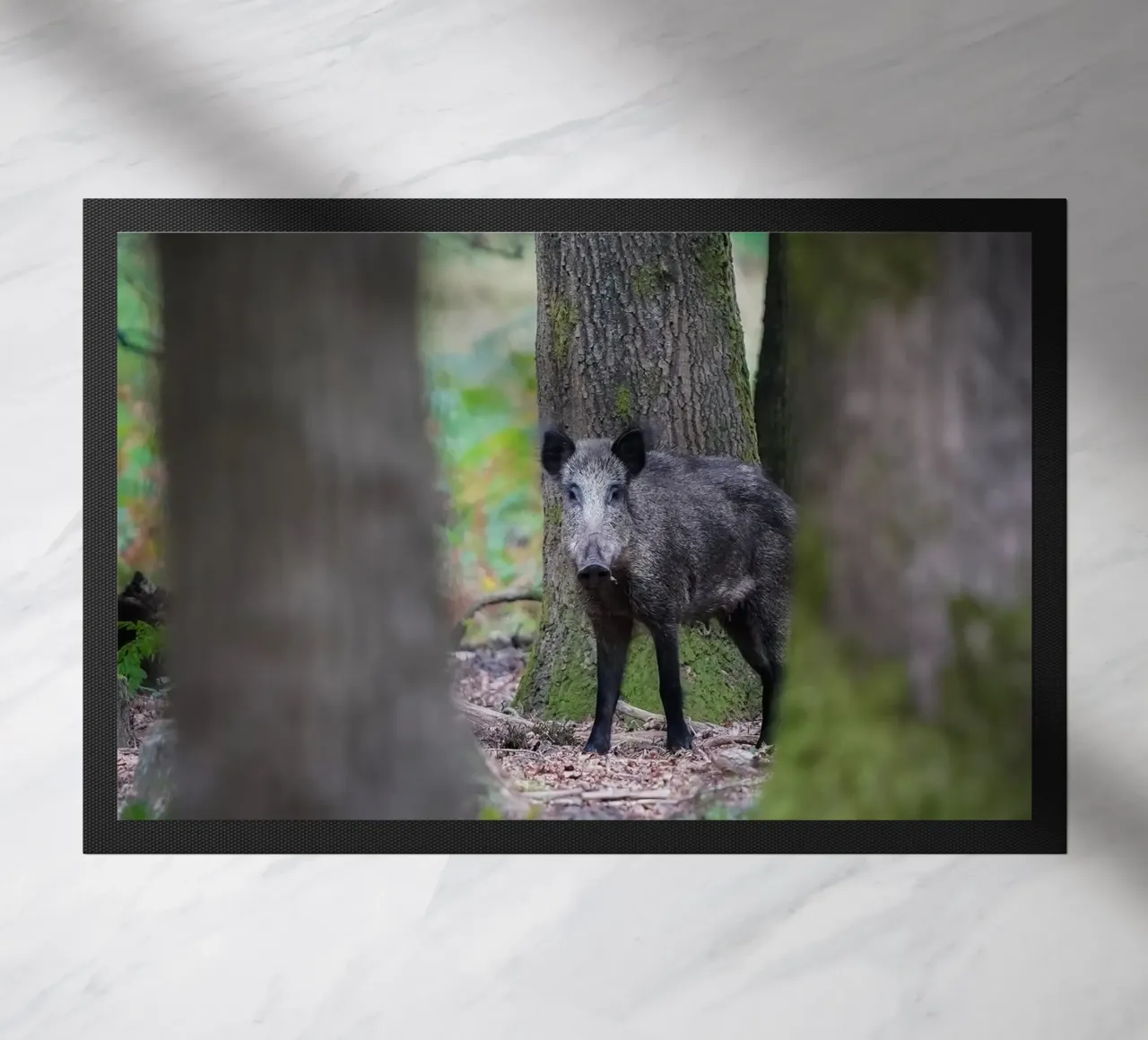 Cinghiale zerbino da Tom's Wildlife