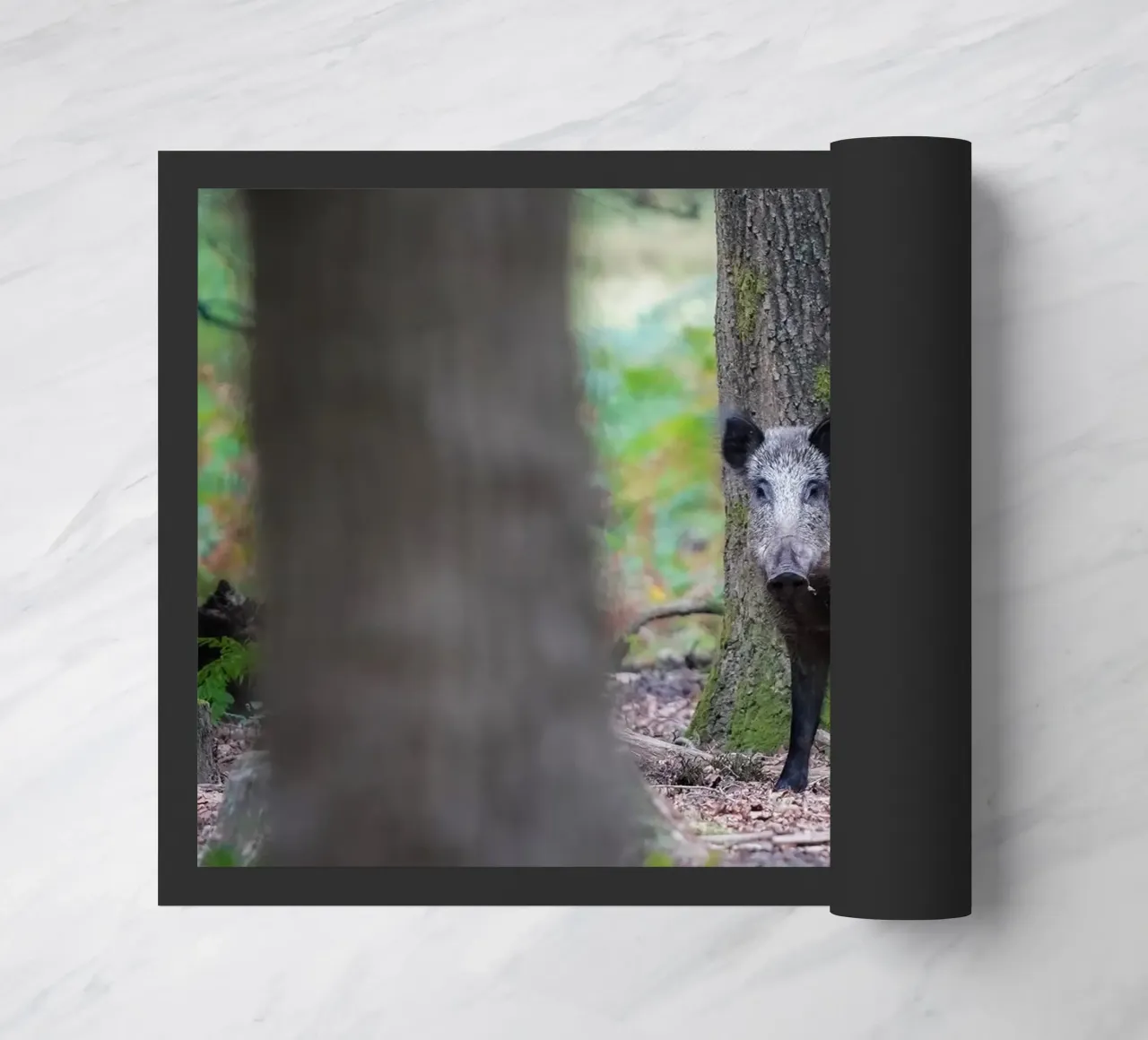 Cinghiale zerbino da Tom's Wildlife