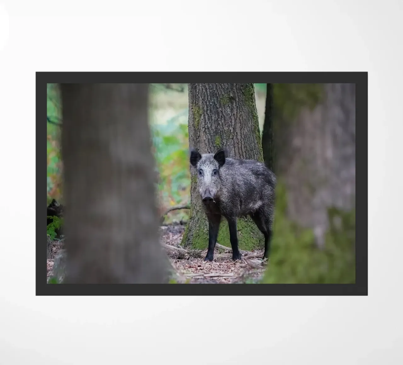 Cinghiale zerbino da Tom's Wildlife