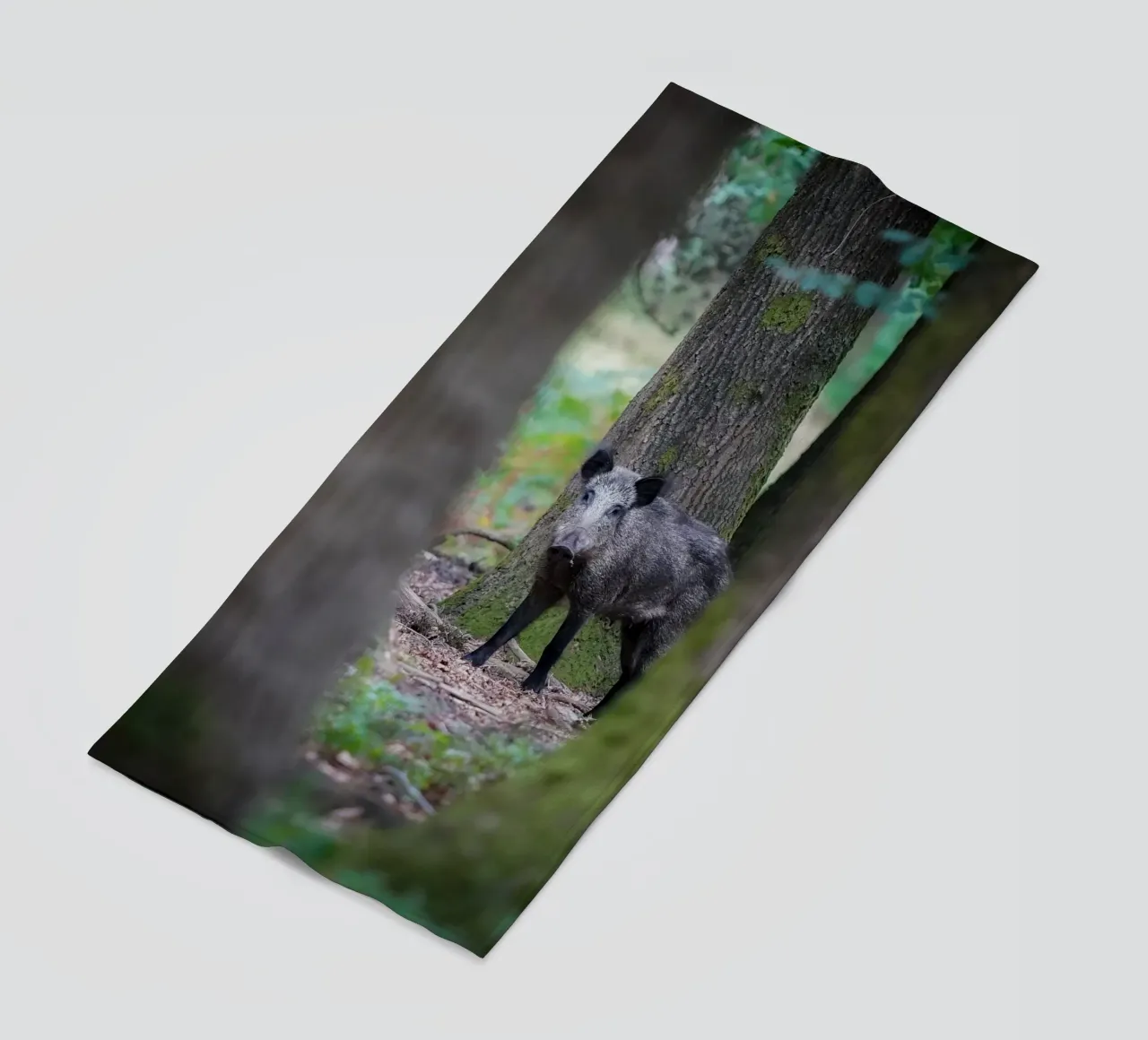 Cinghiale telo mare da Tom's Wildlife