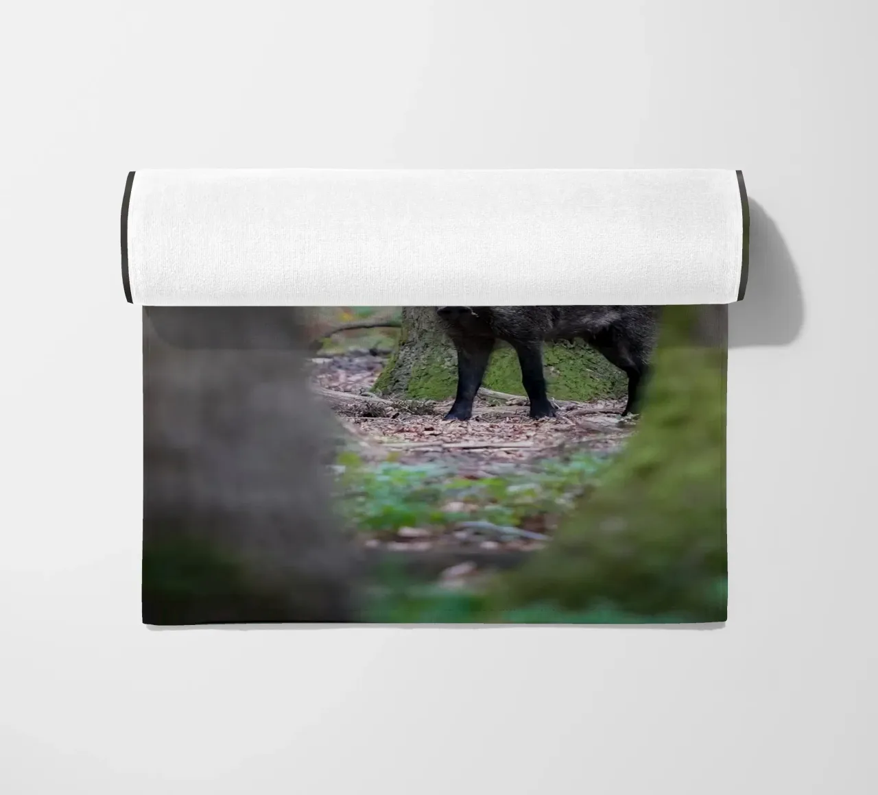 Cinghiale telo mare da Tom's Wildlife