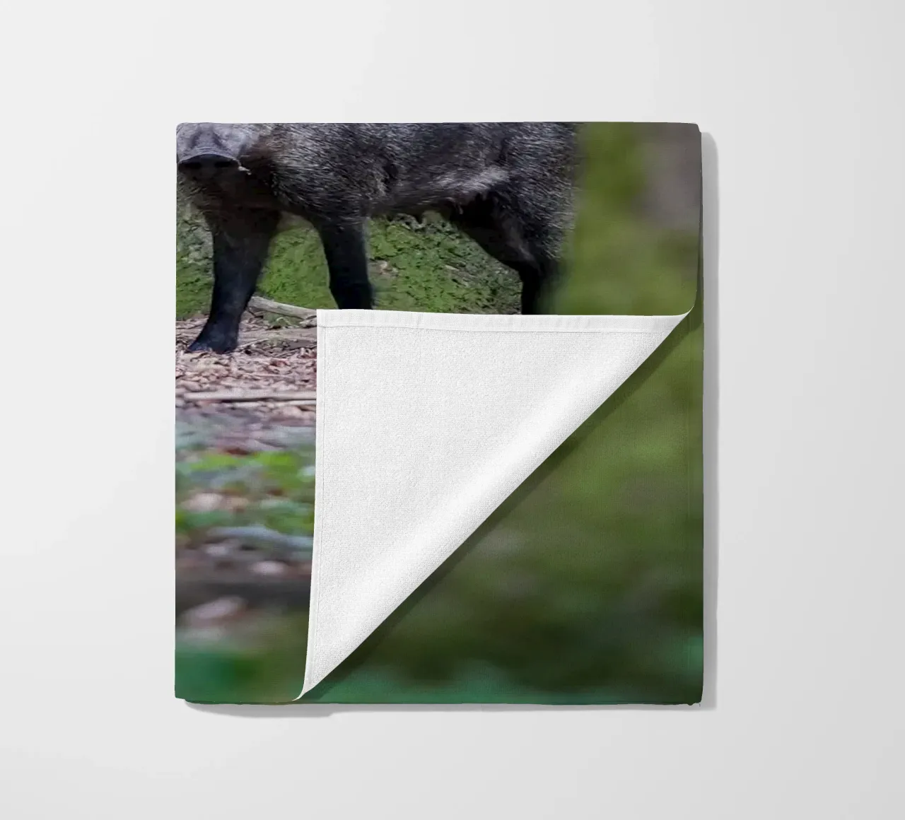 Cinghiale telo mare da Tom's Wildlife