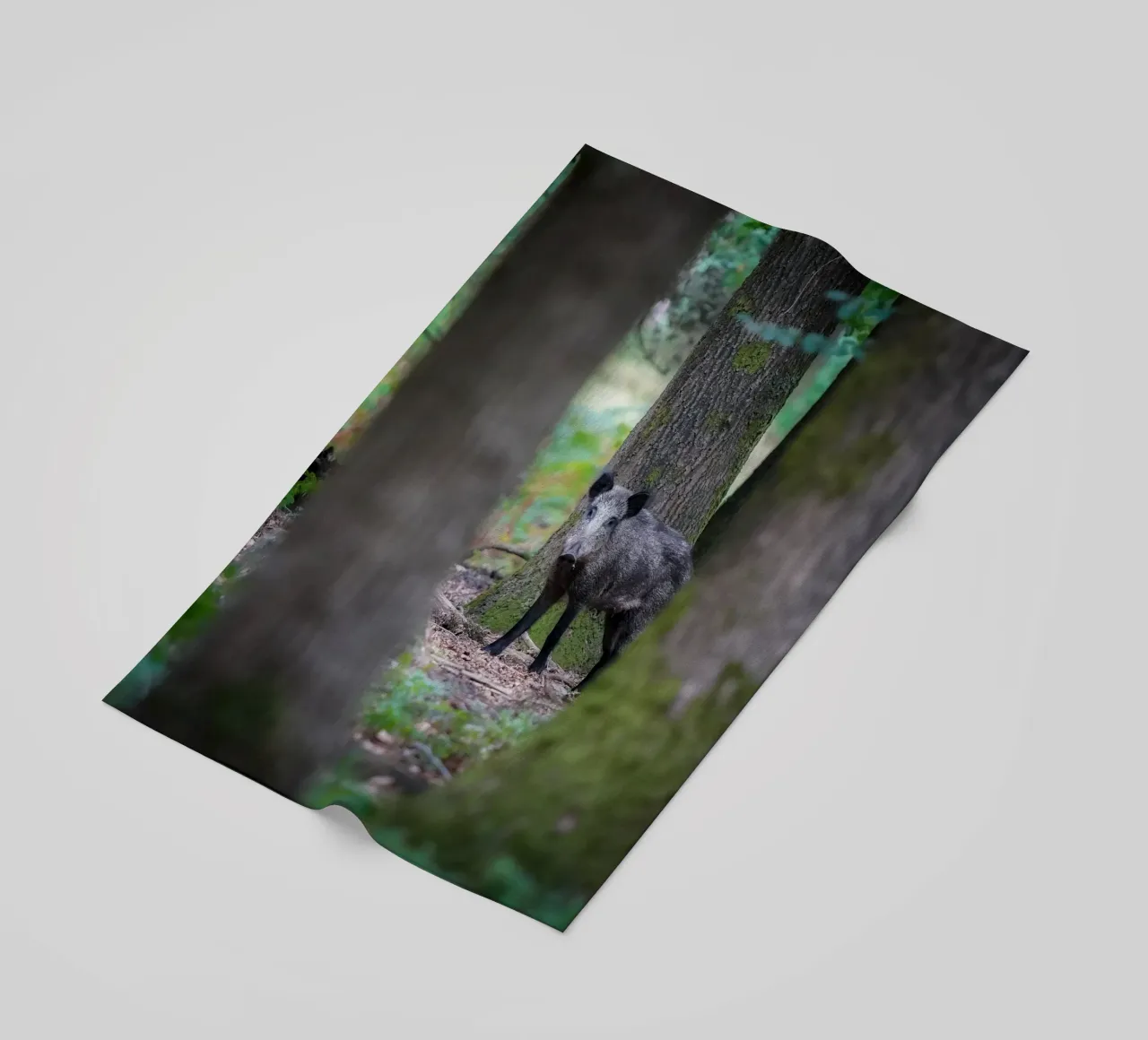 Cinghiale telo mare da Tom's Wildlife