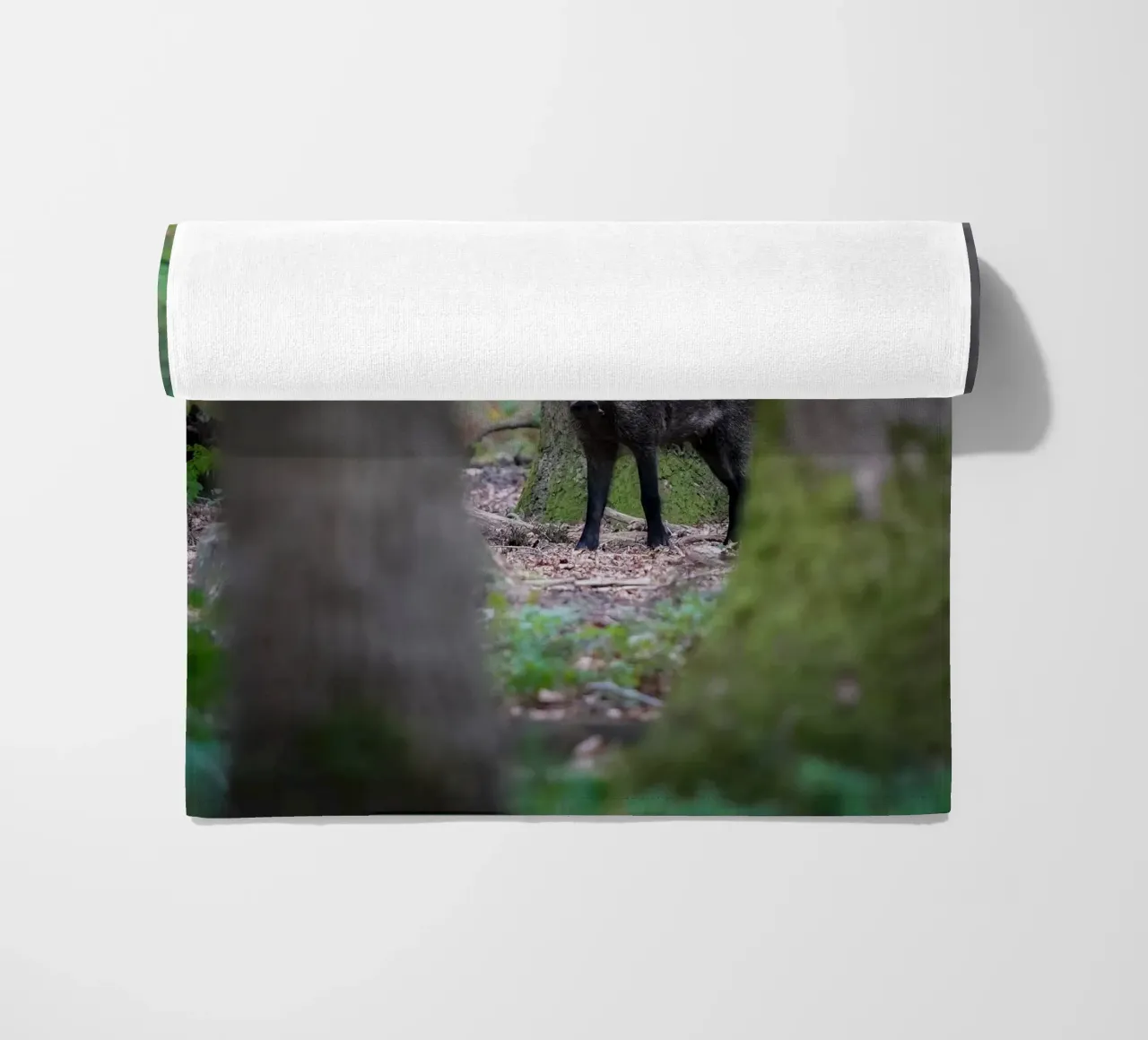 Cinghiale telo mare da Tom's Wildlife