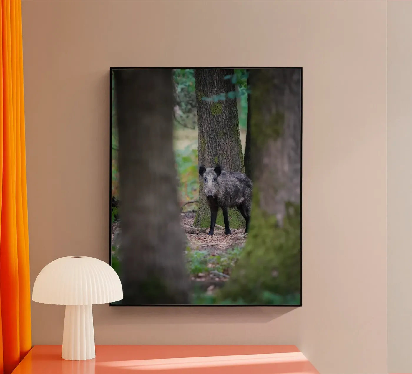 Wild boar plexiglass da Tom's Wildlife