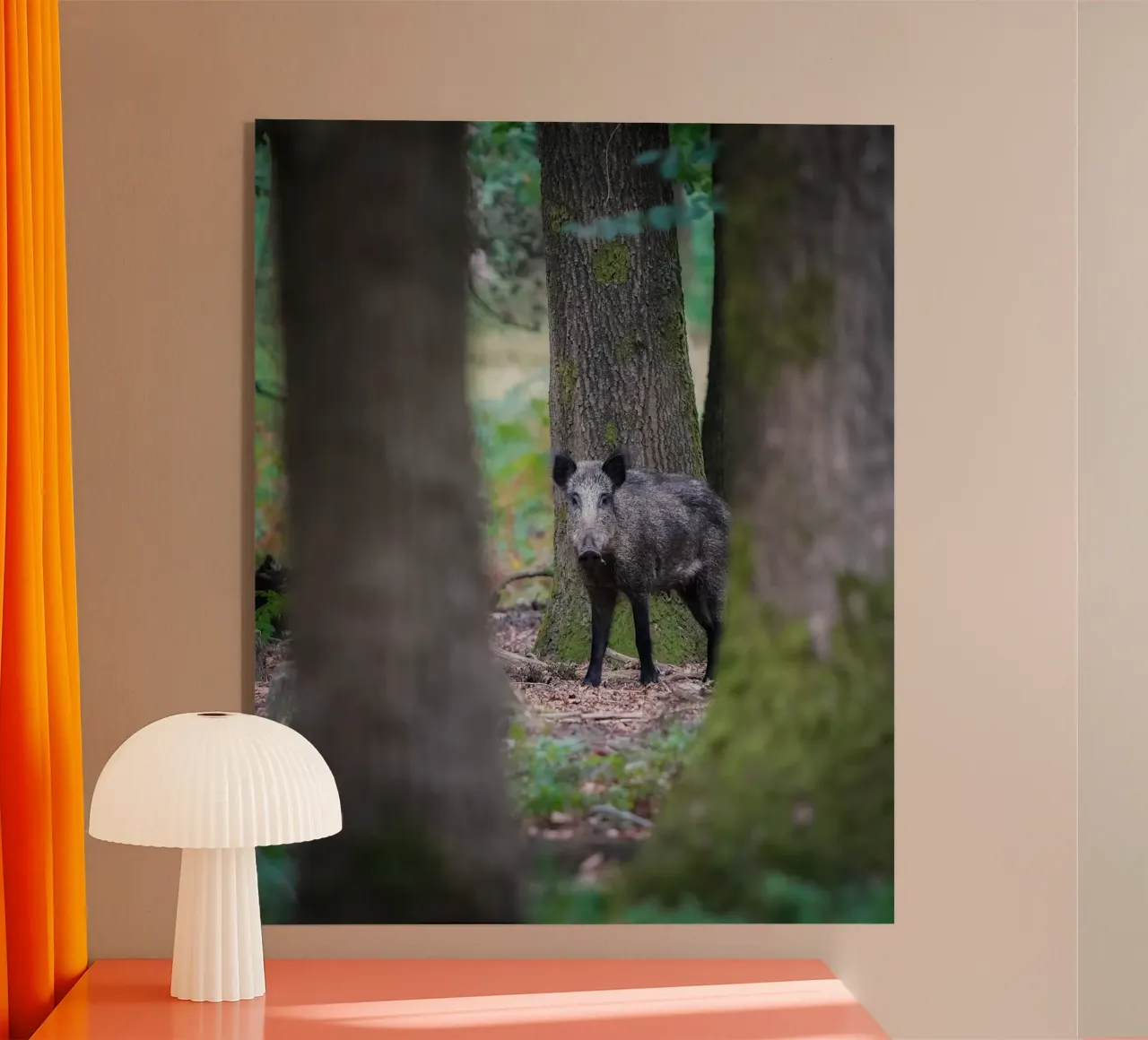 Wild boar acrylic glass by Tom's Wildlife