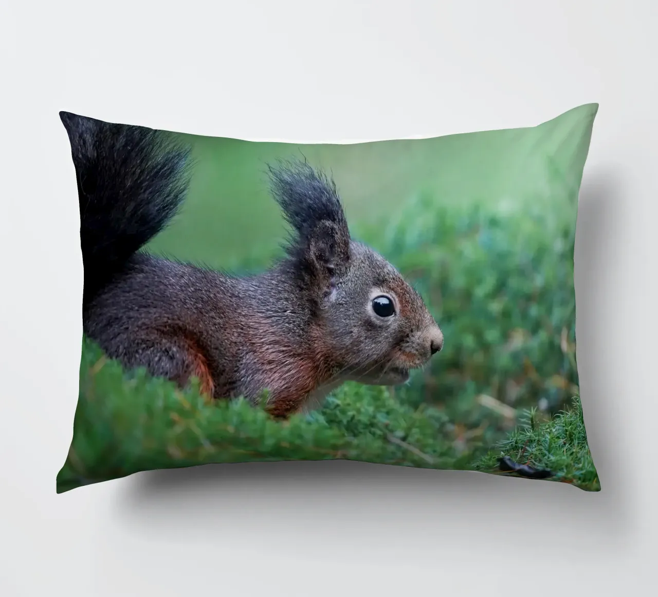 Scoiattolo cuscino da Tom's Wildlife