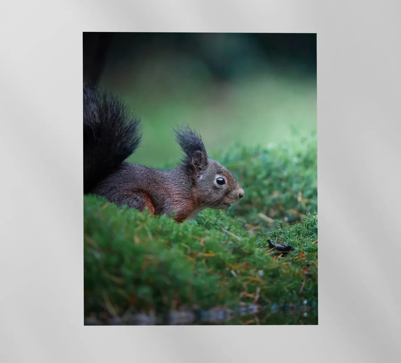 Scoiattolo pellicola backlit da Tom's Wildlife