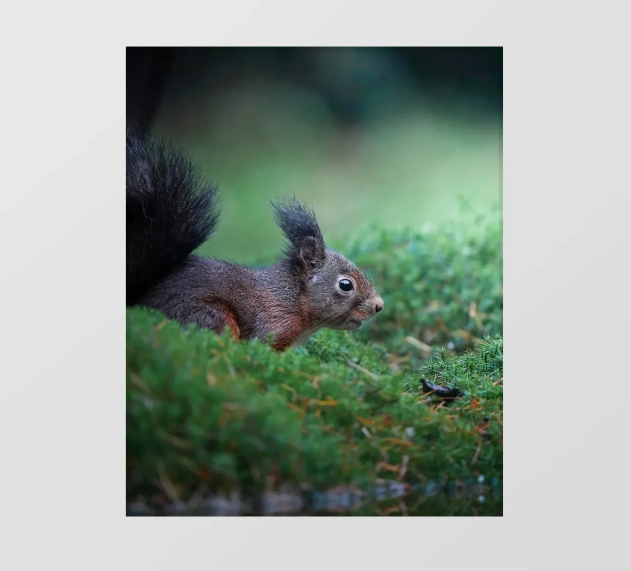 Scoiattolo pellicola backlit da Tom's Wildlife