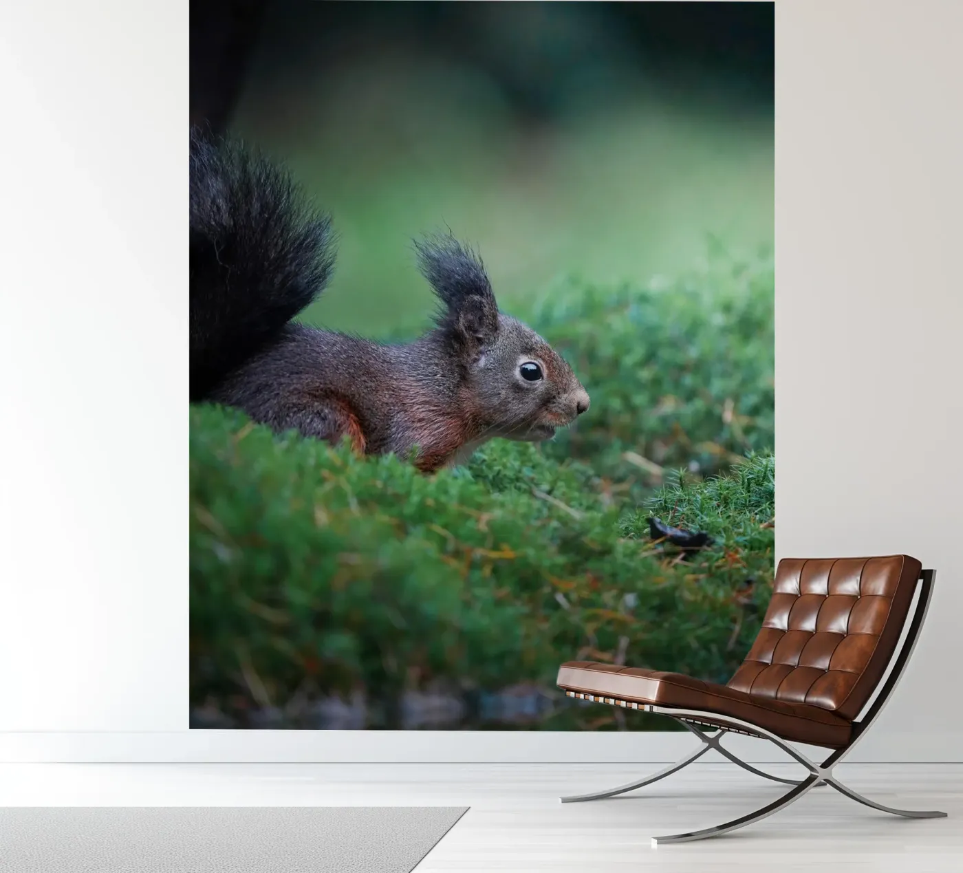 Squirrel Fototapete von Tom's Wildlife