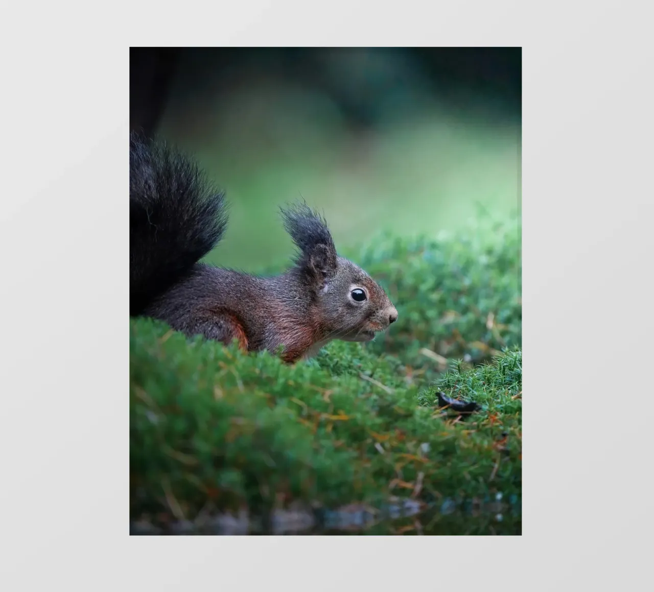 Eekhoorn fotobehang van Tom's Wildlife