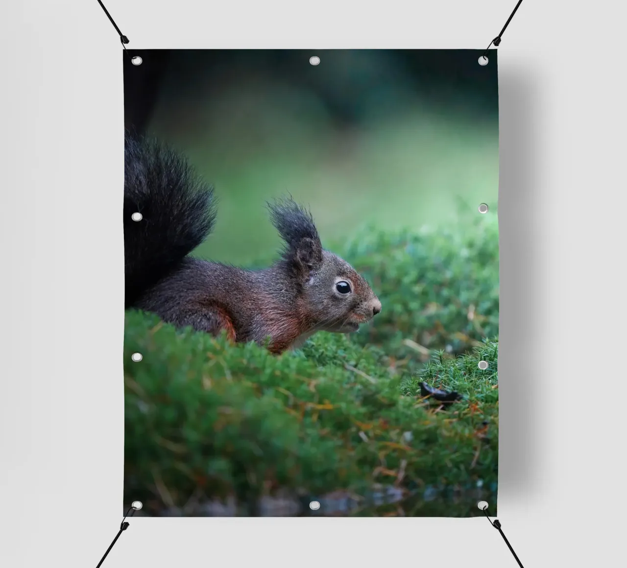 Scoiattolo telo in pvc da Tom's Wildlife