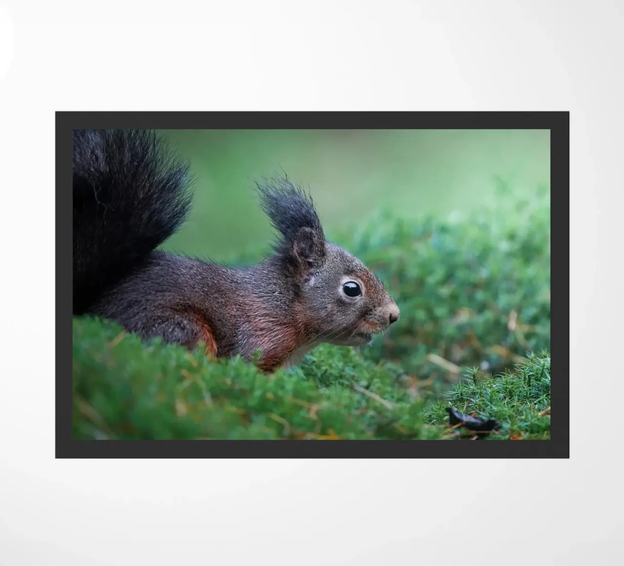 Squirrel doormat by Tom's Wildlife
