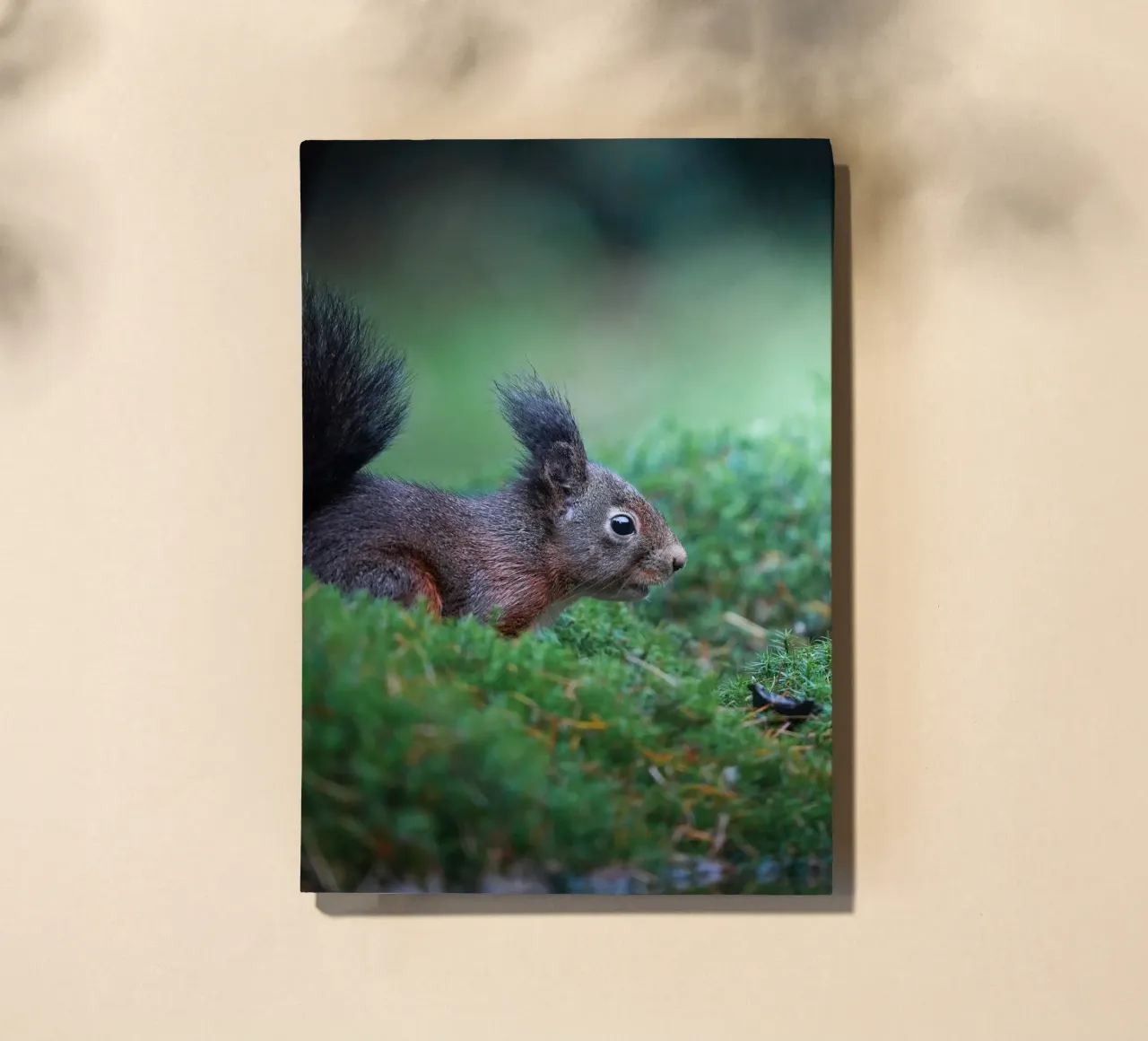 Squirrel notebook by Tom's Wildlife