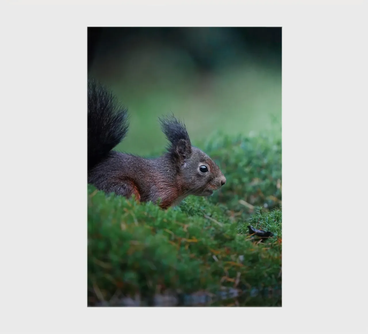 Squirrel notebook by Tom's Wildlife