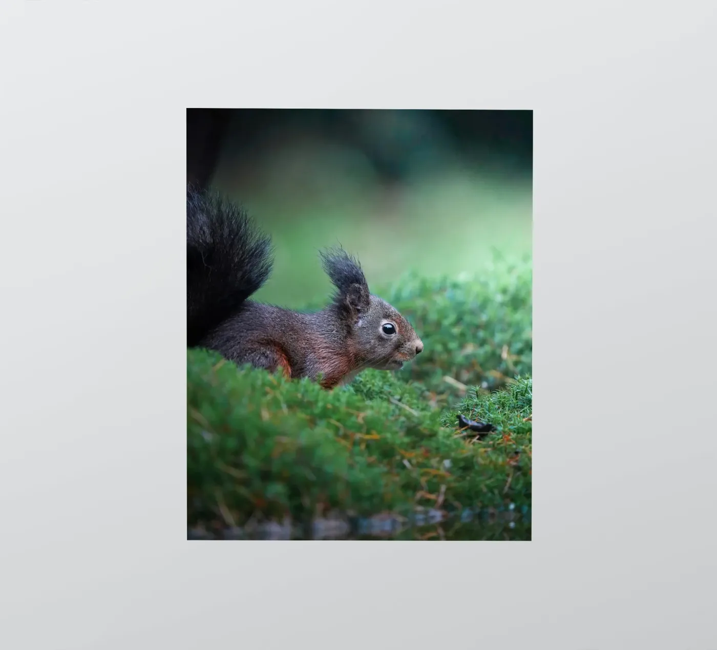 Squirrel sticker by Tom's Wildlife
